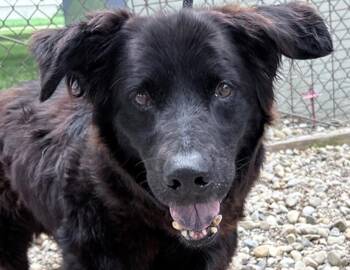 Rescue Cocker Spaniel and Pembroke Welsh Corgi Dogs for Adoption in Columbus, Indiana - Trouble | PetCurious