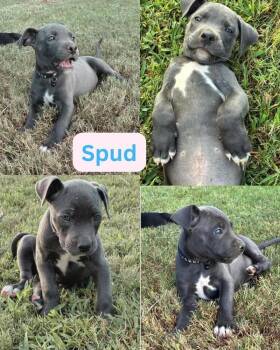 Spud (corso crew 2026) -  Pit Bull Terrier and Cane Corso Dog for Adoption - Spud (corso Crew 2026) | PetCurious