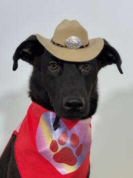 Black Labrador Retriever and Labrador Retriever Dogs Available for Adoption in Carlsbad, California - Lewis-One Of Our Amazing Rescue Dogs | PetCurious