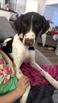 German Shorthaired Pointer Dogs Available for Adoption in Baker, Louisiana - Rip | PetCurious