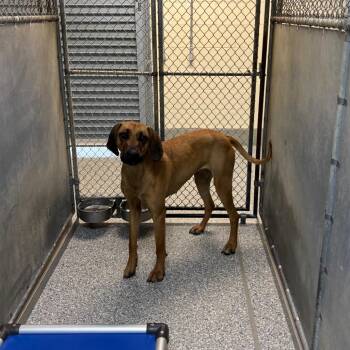 Redbone Coonhound and Rhodesian Ridgeback Dogs Available for Adoption in Roxboro, North Carolina - Juliana | PetCurious