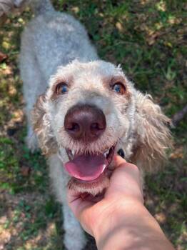 HONEY -  Poodle Dog for Adoption in Fosters, Alabama - HONEY | PetCurious