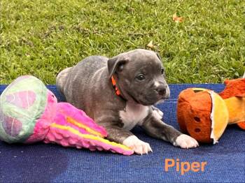 Piper -  Labrador Retriever and Pit Bull Terrier Dog for Adoption in Valley Park, Oklahoma - Piper | PetCurious