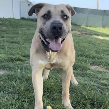 Rosie -  Boerboel Dog for Adoption in Houston, Texas - Rosie | PetCurious