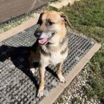 Asher -  Mixed Breed Dog for Adoption in Dubuque, Iowa - Asher | PetCurious