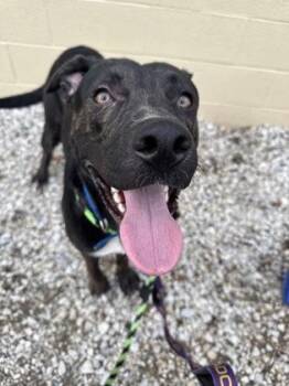 Rescue Mixed Breed Dogs for Adoption in Philadelphia, Pennsylvania - Dodge | PetCurious