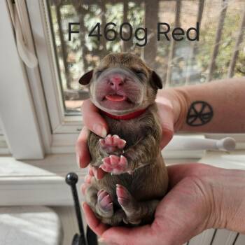 Labrador Retriever and Mastiff Dogs Available for Adoption in Fairfax Station, Virginia - Birdie Pup - Fia | PetCurious