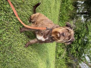 Giant Schnauzer Dogs Available for Adoption - Cloud | PetCurious