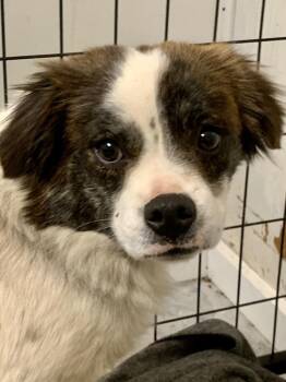 Chase ( AKA Gamble ) -  Japanese Chin and Boston Terrier Dog for Adoption in St. Augustine, Florida - Chase ( AKA Gamble ) | PetCurious