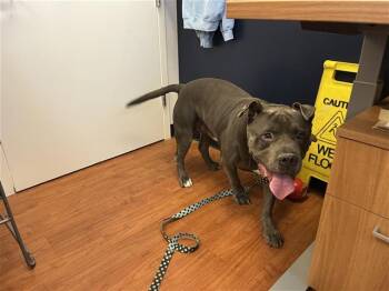 Rescue Pit Bull Terrier and Mixed Breed Dogs for Adoption in Brentwood, Missouri - ARES | PetCurious