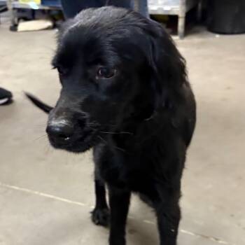 Nora -  Spaniel and Mixed Breed Dog for Adoption in Yuma, Arizona - Nora | PetCurious