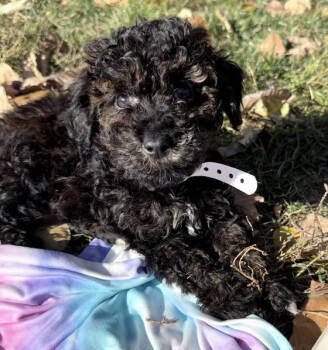 Rescue Miniature Schnauzer and Miniature Poodle Dogs for Adoption in Twin Lakes, Wisconsin - #188 Poco | PetCurious