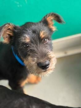 A256348 -  Rottweiler and Mixed Breed Dog for Adoption in Visalia, California - A256348 | PetCurious
