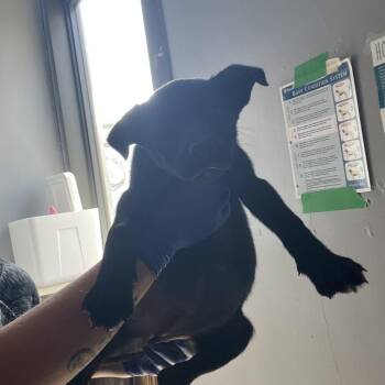 Cassie -  Mixed Breed Dog for Adoption in Summerlee, West Virginia - Cassie | PetCurious