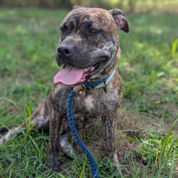 DD -  Mixed Breed Dog for Adoption in West Olive, Michigan - DD | PetCurious