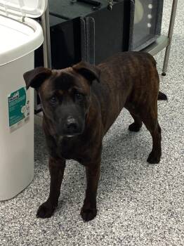 Terrier Dogs Available for Adoption in Athens, Tennessee - Tibbles | PetCurious