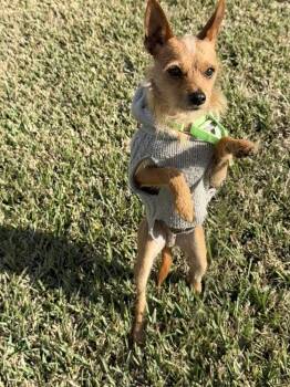 Terrier Dogs Available for Adoption - Schmidt | PetCurious