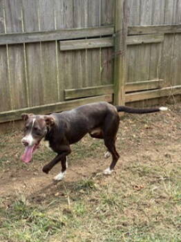 Rescue Hound Dogs for Adoption in Jackson, Mississippi - Hammer | PetCurious