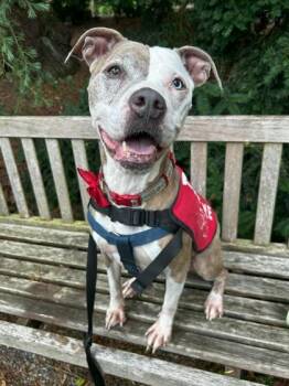 Mixed Breed Dogs Available for Adoption - Viola | PetCurious