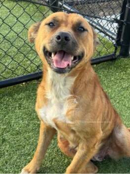 Rescue Mixed Breed Dogs for Adoption in Kenansville, North Carolina - BEIGNET | PetCurious