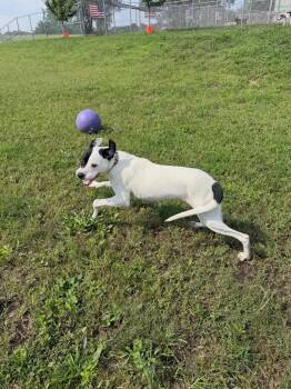 Bullet -  Affenpinscher Dog for Adoption in Pierceton, Indiana - Bullet | PetCurious