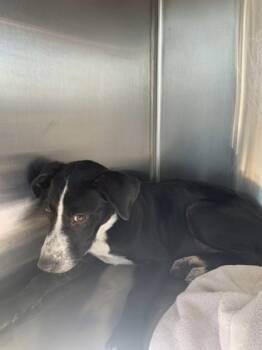 Rescue Retriever and Mixed Breed Dogs for Adoption in Fort Worth, Texas - 59233409 | PetCurious