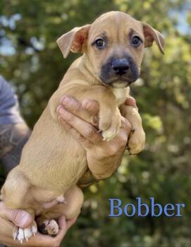 Bobber -  Mixed Breed Dog for Adoption in Iron Ridge, Wisconsin - Bobber | PetCurious