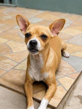 Wilma -  Chihuahua Dog for Adoption in Palm Desert, California - Wilma | PetCurious