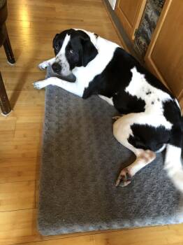 Pointer Dogs Available for Adoption - Eliza | PetCurious