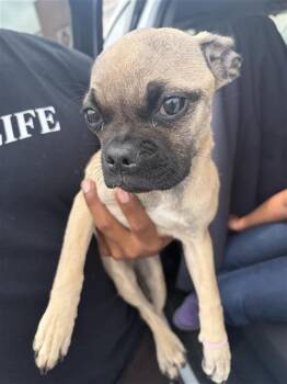 Pug Dogs Available for Adoption in San Antonio, Texas - ROSITA | PetCurious