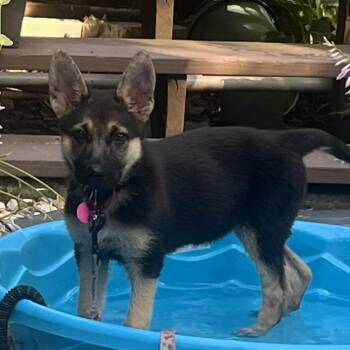 Mila -  German Shepherd Dog Dog for Adoption in Wilmington, Delaware - Mila | PetCurious