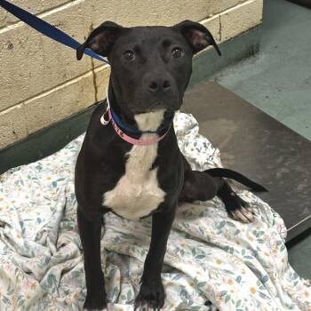 Mixed Breed Dogs Available for Adoption in Memphis, Tennessee - Chicken Wang | PetCurious