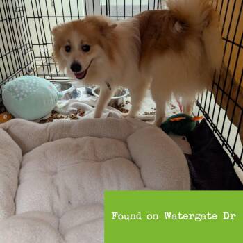 Pomeranian and Mixed Breed Dogs Available for Adoption - Powder Puff | PetCurious