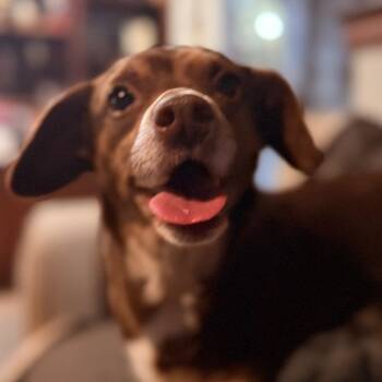 Beagle and Chihuahua Dogs Available for Adoption - Cagney | PetCurious