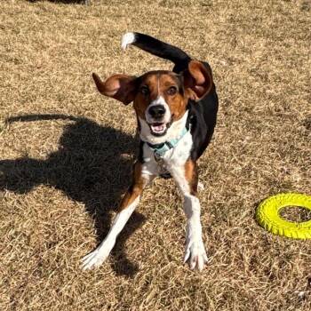 Beagle and Hound Dogs Available for Adoption in Harrisonburg, Virginia - Udon | PetCurious