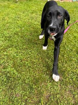 Labrador Retriever and Boxer Dogs Available for Adoption in Saugus, Massachusetts - Kingston | PetCurious