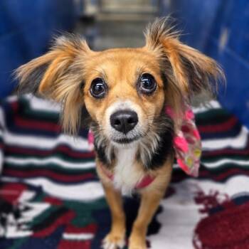 Bruja -  Chihuahua Dog for Adoption in San Jacinto, California - Bruja | PetCurious