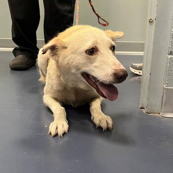 Frisky -  Husky and Labrador Retriever Dog for Adoption in Greensboro, North Carolina - Frisky | PetCurious