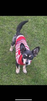 Yorkshire Terrier and Poodle Dogs Available for Adoption - Autumn  | PetCurious