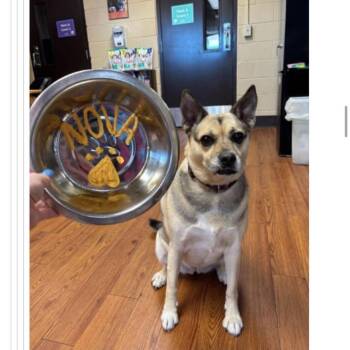 Nova -  Mixed Breed Dog for Adoption in Springboro, Ohio - Nova | PetCurious