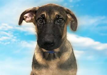 KIWI -  German Shepherd Dog and Mixed Breed Dog for Adoption in Fort Lauderdale, Florida - KIWI | PetCurious