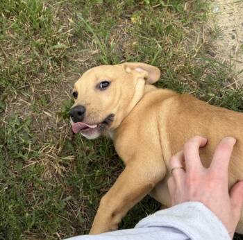 Atlas -  American Staffordshire Terrier and Australian Cattle Dog Blue Heeler Dog for Adoption in Kamloops, British Columbia - Atlas | PetCurious