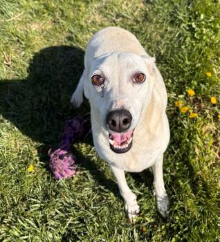 Labrador Retriever Dogs Available for Adoption in Decorah, Iowa - Buddy | PetCurious