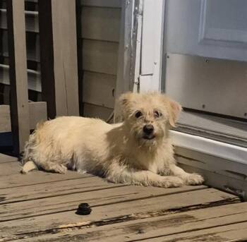 CARAMEL -  Terrier Dog for Adoption in San Antonio, Texas - CARAMEL | PetCurious