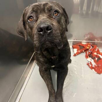 Mixed Breed Dogs Available for Adoption in Davenport, Iowa - Chickie Tendies | PetCurious