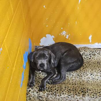 Bones -  Beagle Dog for Adoption in Ridgely, Maryland - Bones | PetCurious