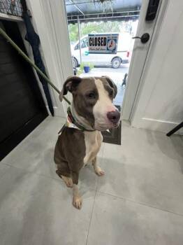 Rescue Pit Bull Terrier Dogs for Adoption in Doral, Florida - NOODLES | PetCurious