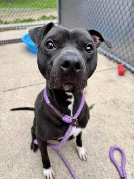 Pit Bull Terrier Dogs Available for Adoption in Chicago, Illinois - Julio | PetCurious