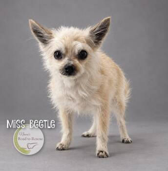 Miss Beetle -  Pomeranian and Chihuahua Dog for Adoption in Benton, Louisiana - Miss Beetle | PetCurious