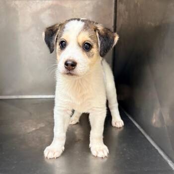 Humphrey -  Mixed Breed Dog for Adoption in Brentwood, Missouri - Humphrey | PetCurious